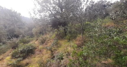 Vidauban Terrain à bâtir - 2137516-10295annonce320250422MJA6n.jpeg Maisons Open