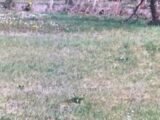  2130468-1635annonce120250411g1J9B.jpeg Maisons Open