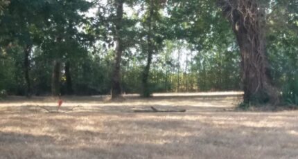 Brax Terrain à bâtir - 2300658-9555annonce120251010SN1Kc.jpeg Maisons Open