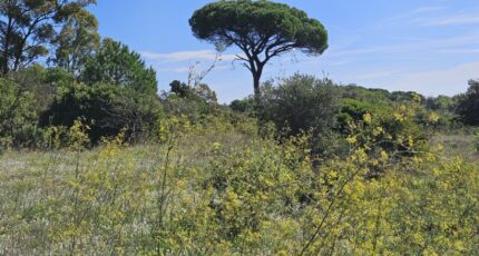 Puget-sur-Argens Terrain à bâtir - 2303026-5163annonce2202510131fOeu.jpeg Maisons Open