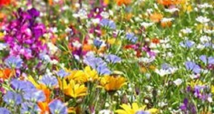 Azay-sur-Cher Terrain à bâtir - 2265118-10205annonce120250909MkBEr.jpeg Maisons Open