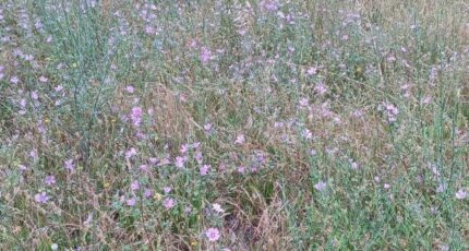 Théza Terrain à bâtir - 2338259-4671annonce12025111424qKM.jpeg Maisons Open