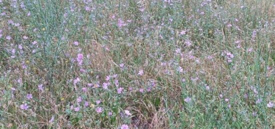 Terrain à bâtir à Théza, Occitanie