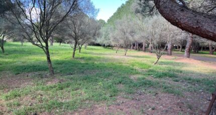 Lézignan-la-Cèbe Terrain à bâtir - 2267747-11018annonce420250911faLPF.jpeg Maisons Open