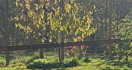 Louchats Terrain à bâtir - 2341280-11151annonce120250305ISpsT.jpeg Maisons Open