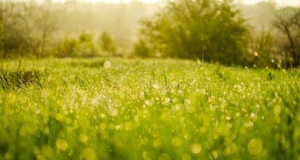 Dannemois Terrain à bâtir - 2273526-7255annonce120250916UiPWi.jpeg Maisons Open