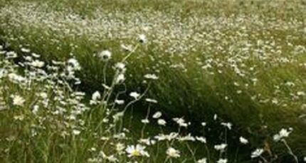 Cormery Terrain à bâtir - 2250533-10205annonce120250624UXkvw.jpeg Maisons Open