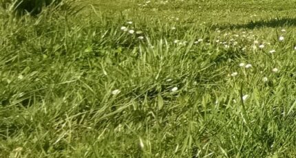 Antonne-et-Trigonant Terrain à bâtir - 2274268-11235annonce220250917mKcTw.jpeg Maisons Open