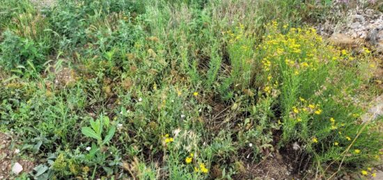 Terrain à bâtir à Saint-Féliu-d'Avall, Occitanie