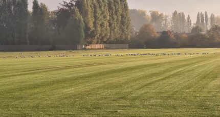 Templeuve Terrain à bâtir - 2283981-11632annonce220251125U2RpS.jpeg Maisons Open