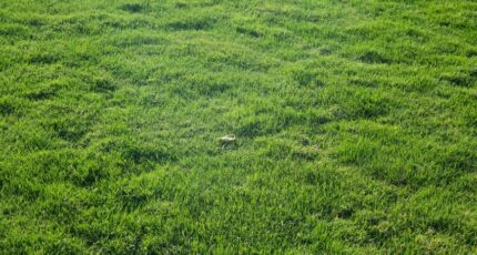 Saint-Révérend Terrain à bâtir - 2349363-7159annonce120251126vs7L3.jpeg Maisons Open