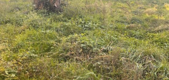 Terrain à bâtir à Créon, Nouvelle-Aquitaine