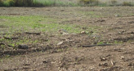 Pierrefeu-du-Var Terrain à bâtir - 2350354-11080annonce220251126x0xr2.jpeg Maisons Open