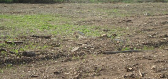 Terrain à bâtir à , Var