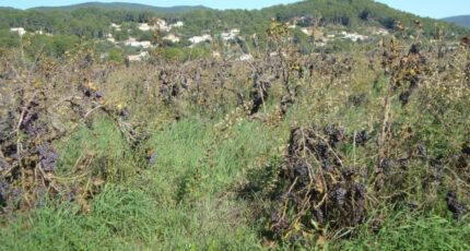 Cuers Terrain à bâtir - 2350352-11080annonce120251126a7ARz.jpeg Maisons Open