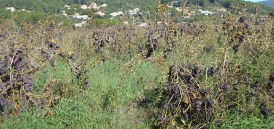 Terrain à bâtir à Cuers, Provence-Alpes-Côte d'Azur