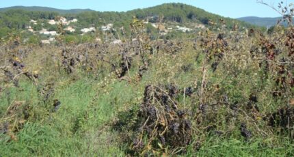 Cuers Terrain à bâtir - 2350352-11080annonce220251126huFK3.jpeg Maisons Open