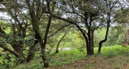 Palaja Terrain à bâtir - 2253059-10986annonce120250828Oxltu.jpeg Maisons Open