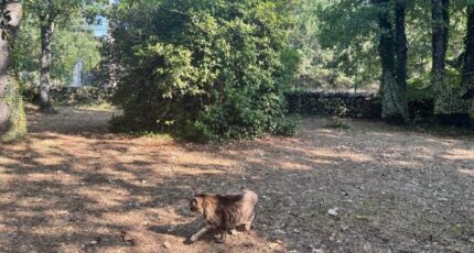 Saint-Cézaire-sur-Siagne Terrain à bâtir - 2257432-5826annonce2202509027tEma.jpeg Maisons Open