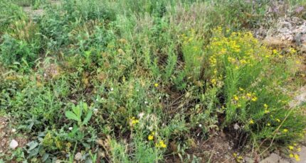 Cases-de-Pène Terrain à bâtir - 2280408-4671annonce120250923PuaMF.jpeg Maisons Open