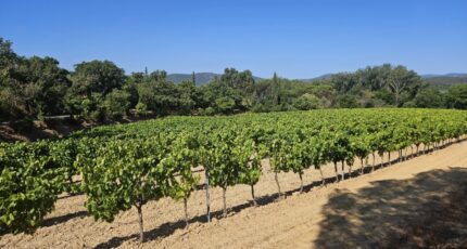 Cogolin Terrain à bâtir - 2305291-5163annonce420251014WWUfw.jpeg Maisons Open