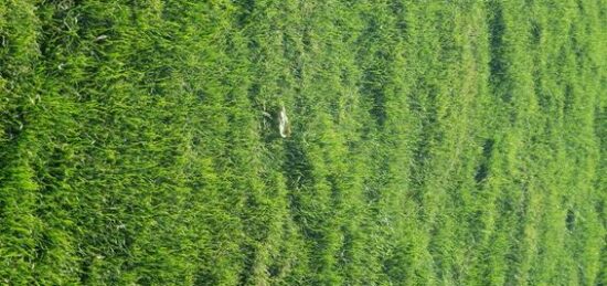 Terrain à bâtir à Saint-Hilaire-de-Riez, Pays de la Loire