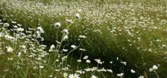 Terrain à bâtir à Saint-Paterne-Racan, Centre-Val de Loire