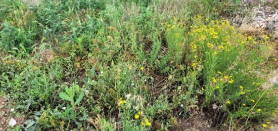 Terrain à bâtir à Toulouges, Occitanie