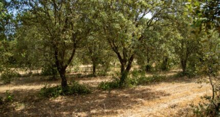 Grillon Terrain à bâtir - 2289447-812annonce320251001n29NN.jpeg Maisons Open