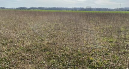 Archingeay Terrain à bâtir - 2355703-11194annonce320251203Aw9TG.jpeg Maisons Open