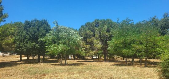 Terrain à bâtir à Montignargues, Occitanie