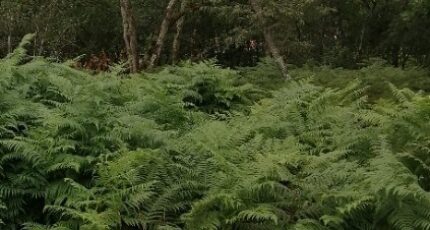 Saint-Aubin-de-Médoc Terrain à bâtir - 2267028-11016annonce120250910b1Fpa.jpeg Maisons Open