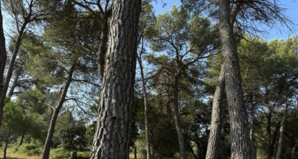 Guzargues Terrain à bâtir - 2358886-11455annonce120251205dFgEf.jpeg Maisons Open