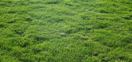 Terrain à bâtir à , Vendée