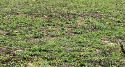 Saint-Jean-d'Angély Terrain à bâtir - 2264402-10974annonce22025090868ld2.jpeg Maisons Open