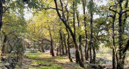 Saint-Maximin-la-Sainte-Baume Terrain à bâtir - 2310213-10744annonce320251019uESOv.jpeg Maisons Open