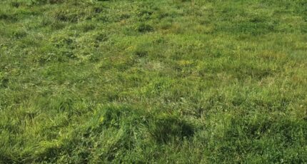 Bellou-en-Houlme Terrain à bâtir - 2310968-1153annonce1202411139O8ec.jpeg Maisons Open