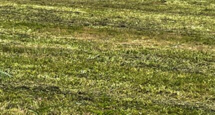 Saint-Georges-des-Coteaux Terrain à bâtir - 2312195-10974annonce120251021O01G7.jpeg Maisons Open