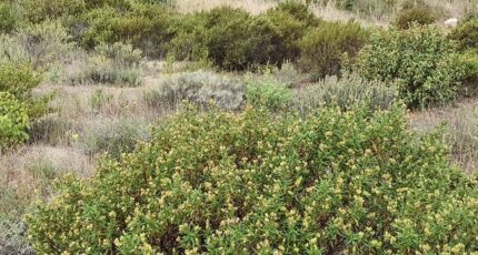 Théza Terrain à bâtir - 2338200-4671annonce120251114syuwF.jpeg Maisons Open