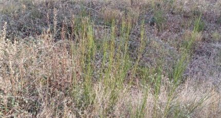 Latour-Bas-Elne Terrain à bâtir - 2340736-4671annonce120251117oMDDU.jpeg Maisons Open