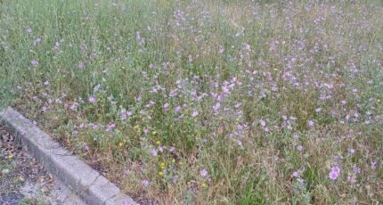 Maureillas-las-Illas Terrain à bâtir - 2348095-4671annonce120251125wNnc4.jpeg Maisons Open