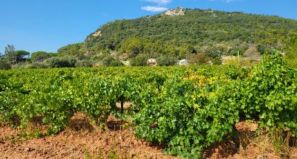 Gonfaron Terrain à bâtir - 2353342-10746annonce120251201JVWt1.jpeg Maisons Open