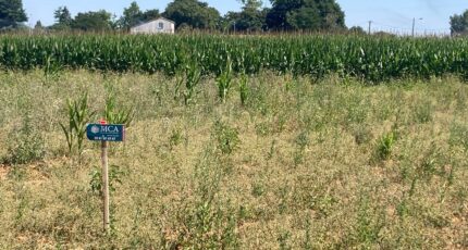 Balanzac Terrain à bâtir - 2381095-1046annonce120250804Qvo3k.jpeg Maisons Open