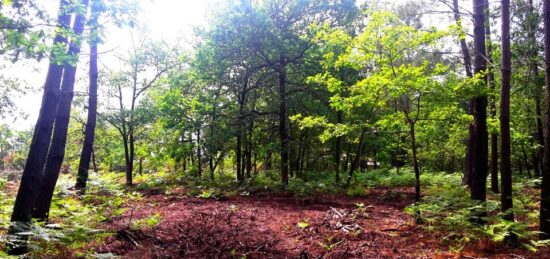 Terrain à bâtir à Sanguinet, Nouvelle-Aquitaine