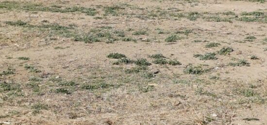 Terrain à bâtir à Estagel, Occitanie
