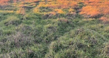 Podensac Terrain à bâtir - 2384687-3601annonce320260107ulQO2.jpeg Maisons Open