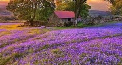 Vallères Terrain à bâtir - 2370083-10205annonce120251216F1nCZ.jpeg Maisons Open