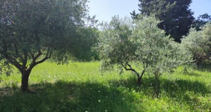 Brignoles Terrain à bâtir - 2399487-11039annonce2202601209kKxM.jpeg Maisons Open