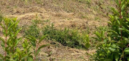 Terrain à bâtir à , Hauts-de-Seine