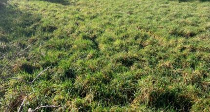 Chassors Terrain à bâtir - 2403072-10974annonce120260122xK1Q4.jpeg Maisons Open